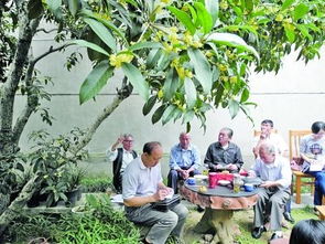 高淳县一百岁金桂开花了 邻里围坐树下话家常