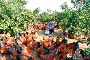 立体养殖，一地多收——广西大新七里新村的致富新路