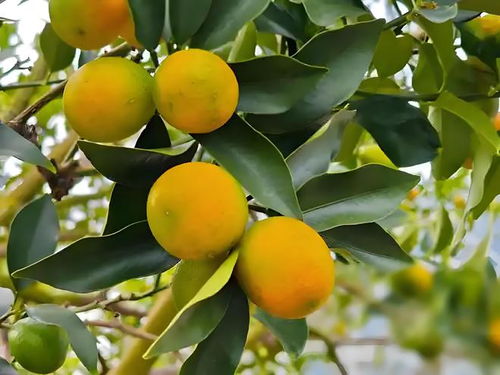 桂林七里新村——品味广西特产的山水风情